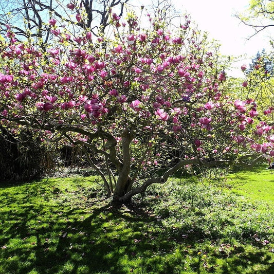 Magnolie soulangeana