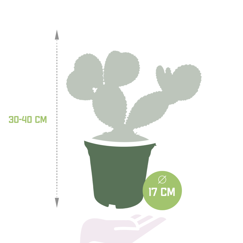 Opuntia Microdasys im Topf 17 cm Ø