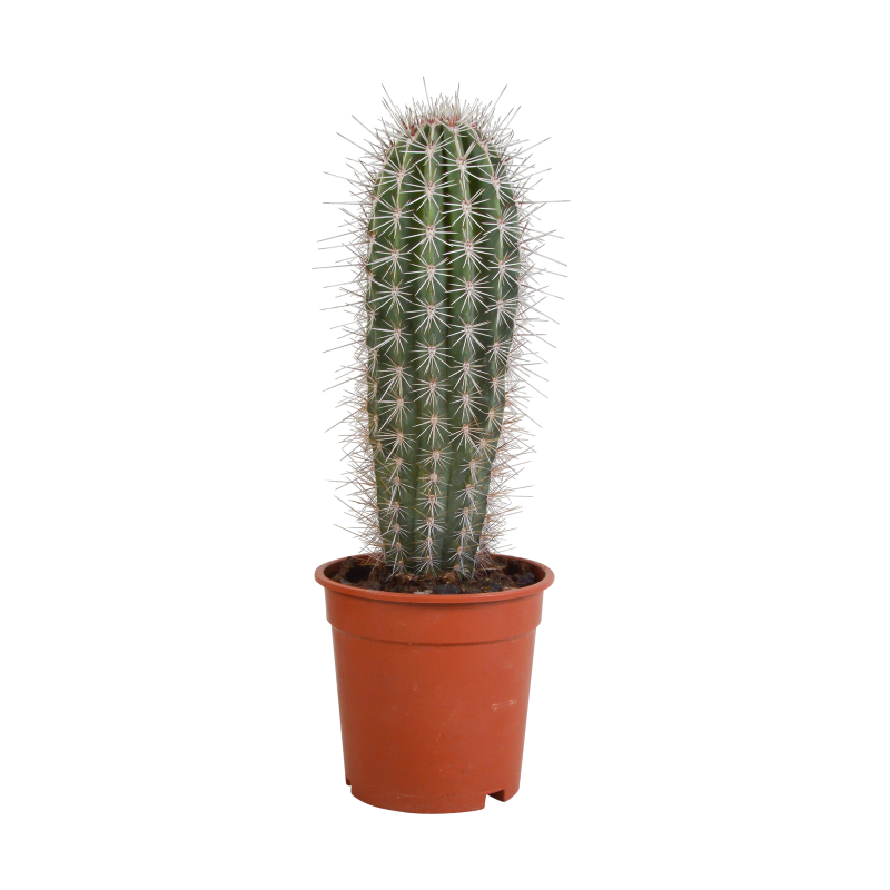 Elefantenkaktus im 17 cm Topf Ø