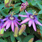 Passionsblume lila-rosa