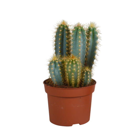 Pilosocereus azureus im Topf 12 cm Ø