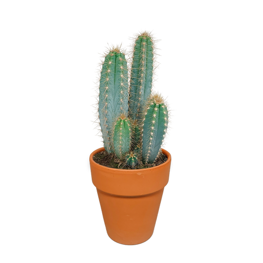 Pilosocereus azureus im Terracotta-Topf 17 cm Ø