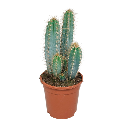Pilosocereus azureus im Topf 17 cm Ø