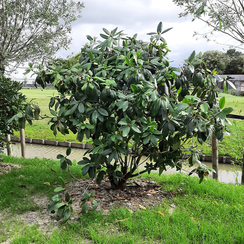 Rhododendron weiß