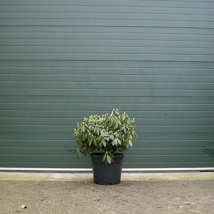 Rhododendron lila