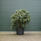 Rhododendron lila