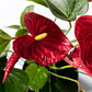 Rote Flamingoblume