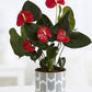 Rote Flamingoblume