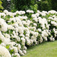 Schneeballhortensie 'Strong Annabelle'