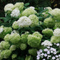 Schneeballhortensie 'Strong Annabelle'