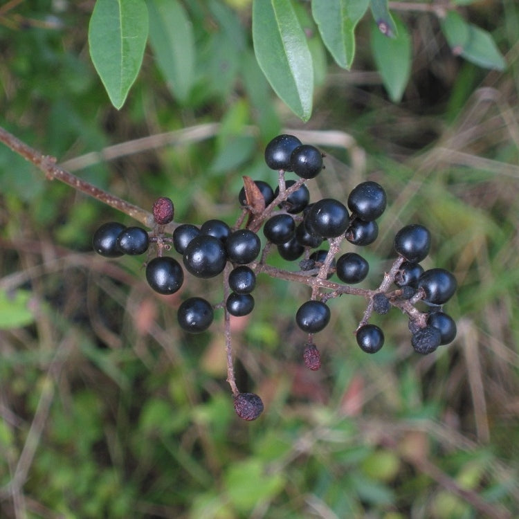 Wilder Liguster